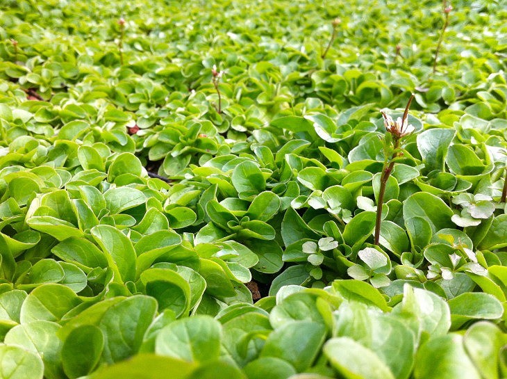 The Health Benefits of Mache – Green Lifestyle Market
